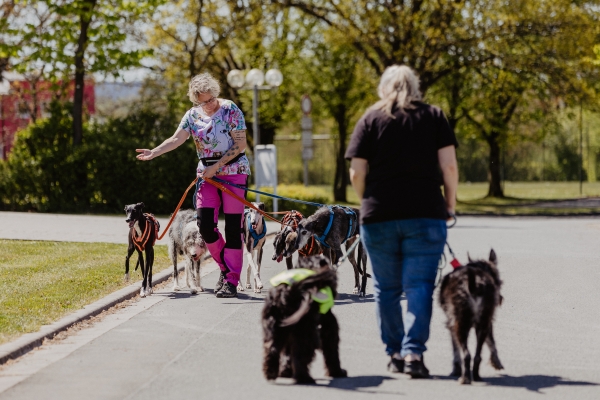 Hundebegegnungen strukturiert meistern Hundebegegnungen strukturiert meistern